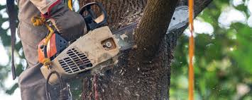 How Our Tree Care Process Works  in  Milton, WV