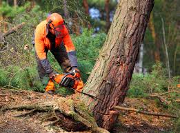 Best Tree Trimming and Pruning  in Milton, WV