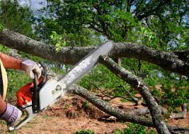 Best Root Management and Removal  in Milton, WV