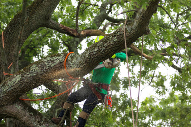 Best Tree Maintenance Programs  in Milton, WV