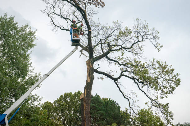 Milton, WV Tree Services Company