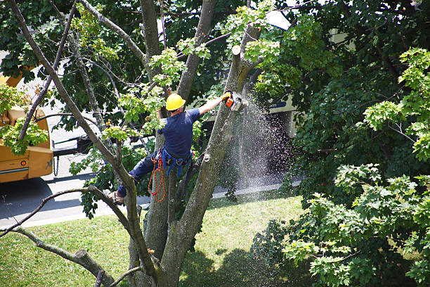 Best Leaf Removal  in Milton, WV