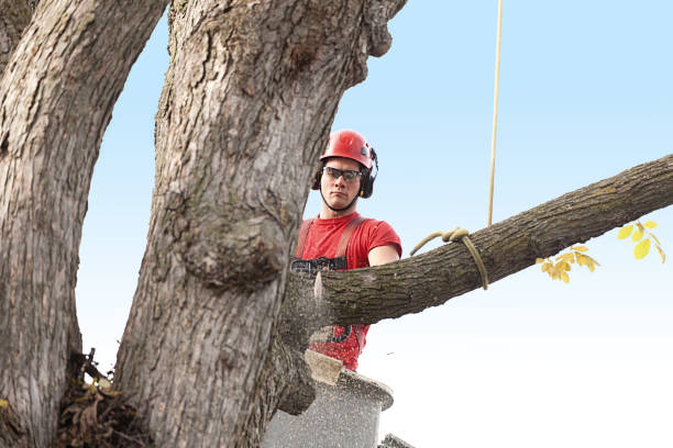 Best Tree Cabling and Bracing  in Milton, WV