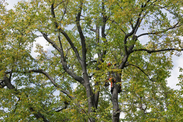 Best Commercial Tree Services  in Milton, WV